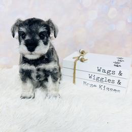 Winter Belle (pink) - Salt and pepper female Miniature Schnauzer puppy in Springfield, Tennessee from My Lovable Schnauzers