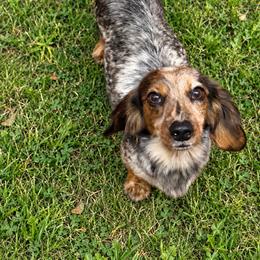 Gemma - Dachshund