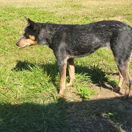 Mylie Jane - Blue female Australian Cattle Dog puppy in Colbert, Oklahoma from LoveAHeeler