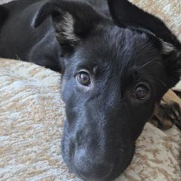 Red - Bi-color female German Shepherd puppy in Newport Beach, California from Vom Bismarkhaus