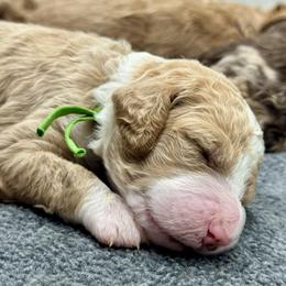 Eclair - Yellow and white female Bernedoodle puppy in Macon County, North Carolina from Mountain Doodles
