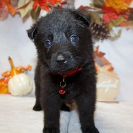 German Shepherd Puppies from Von Der Havier German Shepherds
