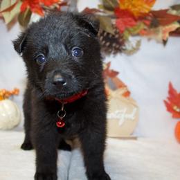 German Shepherd Puppies from Von Der Havier German Shepherds
