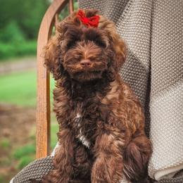 Holly - Chocolate female Double Doodle puppy in Cleveland, Tennessee from Edgewater Doodles & Designer Pups