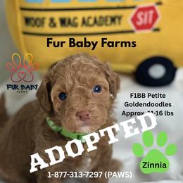 Zinnia - Apricot female Goldendoodle puppy in Michigan from Fur Baby Farms
