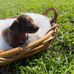 Maggie - Chocolate female Dachshund puppy in New Albany, Mississippi from Double A. Doxies