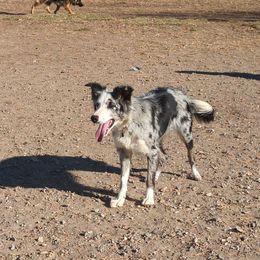 Cali - Border Collie
