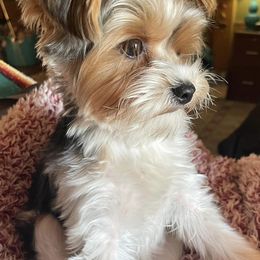 Yorkshire Terriers from Posh Puppies, LLC