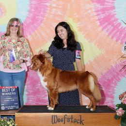 Nova Scotia Duck Tolling Retriever All Grown Up from Temperis Tollers
