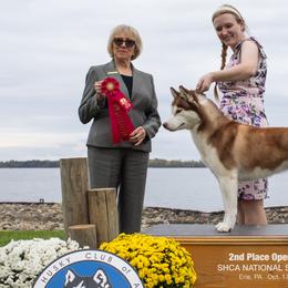 Siberian Huskies from Velox Siberians