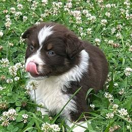 CHLOE - Red tri-color female Australian Shepherd puppy in Sheridan, Arkansas from Runnin’ Wild Ranch Aussies