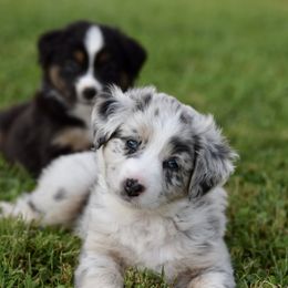 Australian Shepherd and Miniature Australian Shepherd Puppies from Gleiming Stars Aussie