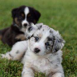 Australian Shepherd and Miniature Australian Shepherd Puppies from Gleiming Stars Aussie