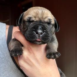 Onyx (Black Collar) - Reddish brown male Boerboel puppy in Manitowoc, Wisconsin from Mae Boerboel
