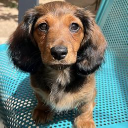 Dachshunds from Ruff n’ Tumble