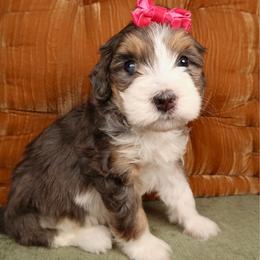 Kai - STUNNING - Merle female Bernedoodle puppy in Bowling Green, Ohio from Windy Creek Doodles