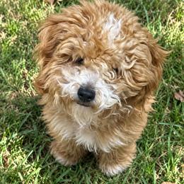 Simba - Goldendoodle
