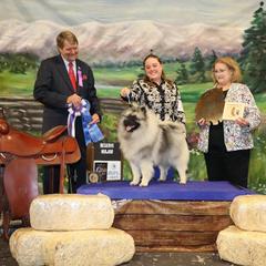 Keeshond Puppies from StarStruck Keeshonden