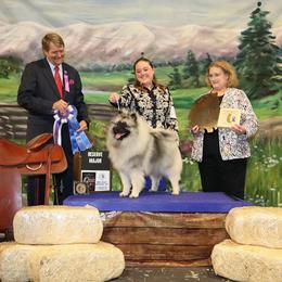 Keeshond Puppies from StarStruck Keeshonden