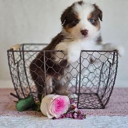 Rhett - Red tri-color male Australian Shepherd puppy in Mountain Grove, Missouri from K Bar H Farms