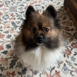 Chewy - Pomeranian