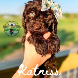 Katniss - Chocolate female Goldendoodle puppy in Ocoee, Tennessee from Liberty Creek Farms