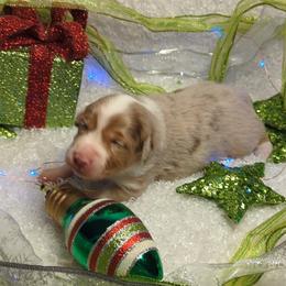 Australian Shepherd Puppies from Firelight Australian Shepherds