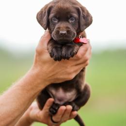 Red Girl - Chocolate female Labrador Retriever puppy in Linville, Virginia from Mid-Columbia Labradors
