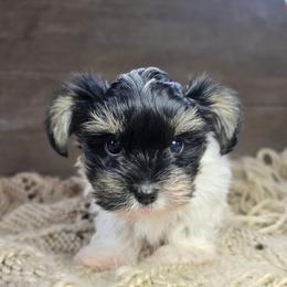 Prince - Parti male Yorkshire Terrier puppy in Mountain Grove, Missouri from Precious Puppies