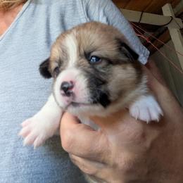 Girl 1 - Sable female Pembroke Welsh Corgi puppy in Edinburgh, Indiana from J Bar M Corgis