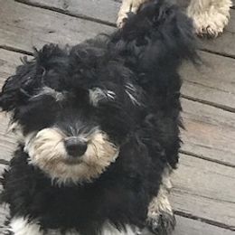 Tashi - Havanese