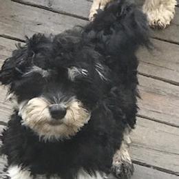 Tashi - Havanese