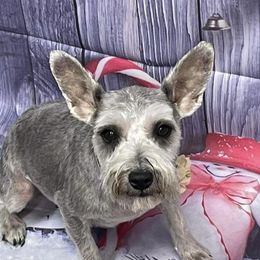 Olive - Miniature Schnauzer