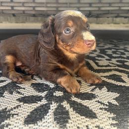 Dachshund Puppies from Dapper Dachshund