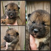 Boy 1 - Sesame male Shikoku puppy in Virginia from Hachidori Sou