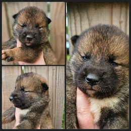 Boy 1 - Sesame male Shikoku puppy in Virginia from Hachidori Sou