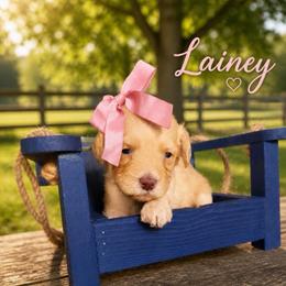 Lainey (Wilson) - Caramel cream female Australian Labradoodle puppy in Millville, California from Hope Lane Kennels