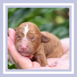 Bundt - Apricot male Cavapoo puppy in Dade City, Florida from Periwinkle Pups