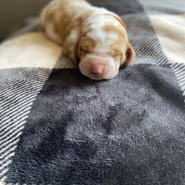 Basset Hound Puppies from Valley Bassets