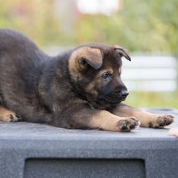 German Shepherd Puppies from Zwinger Vom Rabenauge