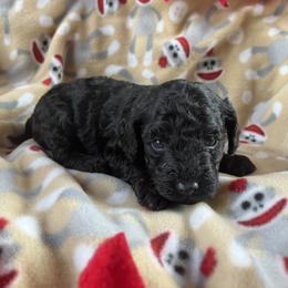 Girl 1 - Black female Poodle puppy in Mayville, Michigan from Kathy Maize