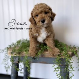 Bernedoodle, Cavapoo, Goldendoodle, and Poodle Puppies from Gypsi Doodles & Poodles