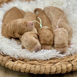 Bernedoodle and Goldendoodle Puppies from Draper Doodles