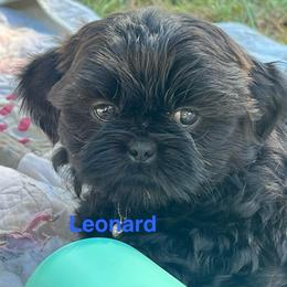 Leonard - Black male Shih Tzu puppy in Bloomfield, Indiana from Meihem Pups