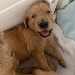 DAKOTA - Red  female Goldendoodle puppy in Porter Ranch, California from Jasperdoodle.com