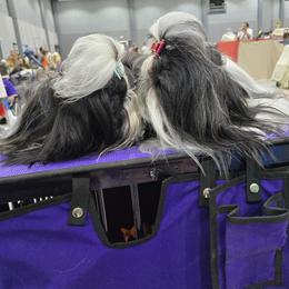 Shih Tzu All Grown Up from Southern Class Shih Tzu