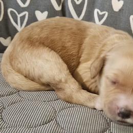 Penny - Black female Goldendoodle puppy in Kansas City, Missouri from Poppy's Doodles