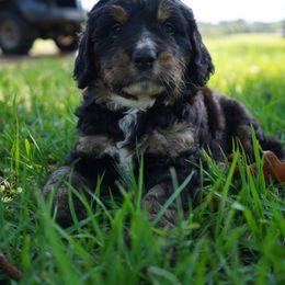 Bernedoodle Puppies from DoodlesFarmCo