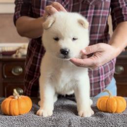 Boy 2 black collar - Akita puppy from Main Street Akitas