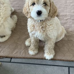 Australian Labradoodle Puppies from Ohio Valley Labradoodles